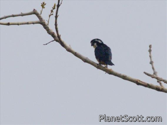 Black-thighed Falconet (Microhierax fringillarius)