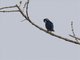 Black-thighed Falconet (Microhierax fringillarius)