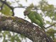 Long-tailed Parakeet (Psittacula longicauda)