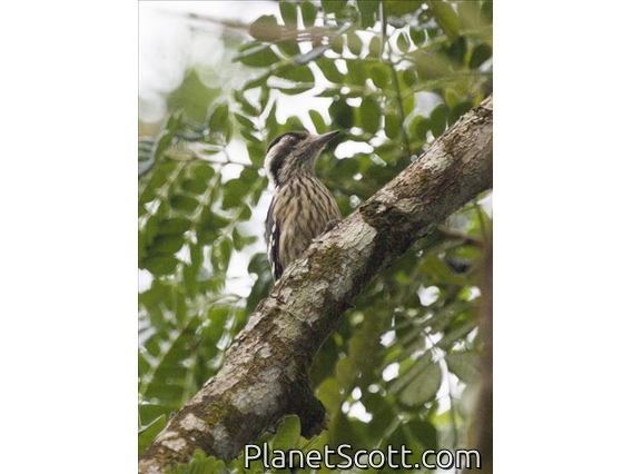 Gray-capped Pygmy Woodpecker (Yungipicus canicapillus)