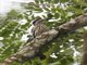 Gray-capped Pygmy Woodpecker (Yungipicus canicapillus)