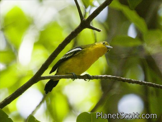 Common Iora (Aegithina tiphia)