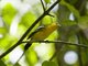 Common Iora (Aegithina tiphia)
