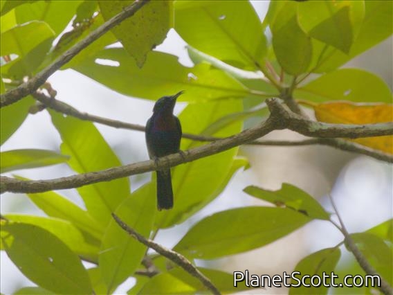 Copper-throated Sunbird (Leptocoma calcostetha) - Male