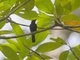 Copper-throated Sunbird (Leptocoma calcostetha) - Male