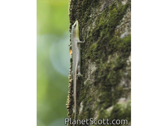 Olive Dasia (Dasia olivacea)