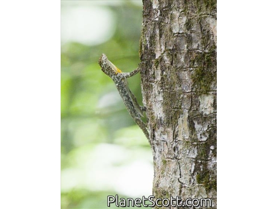 Sumatran Gliding Lizard (Draco sumatranus)