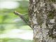 Sumatran Gliding Lizard (Draco sumatranus)
