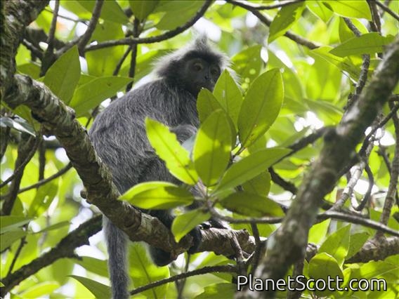 Selangor Silvered (Trachypithecus selangorensis)