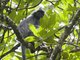 Selangor Silvered (Trachypithecus selangorensis)