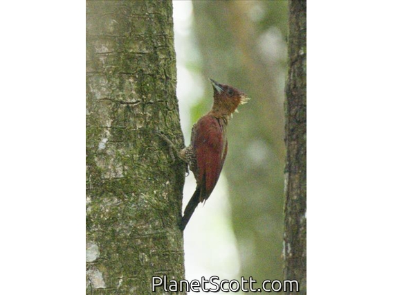 Banded Woodpecker (Chrysophlegma miniaceum)