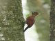 Banded Woodpecker (Chrysophlegma miniaceum)