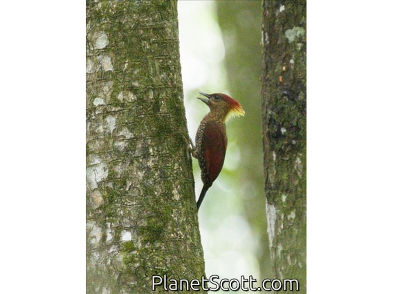 Banded Woodpecker (Chrysophlegma miniaceum)