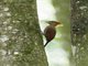 Banded Woodpecker (Chrysophlegma miniaceum)