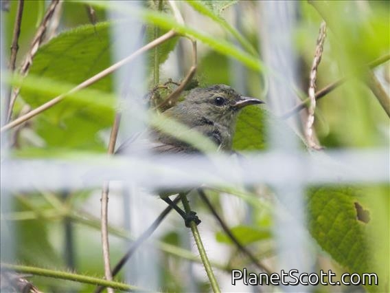 Crimson-breasted Flowerpecker (Prionochilus percussus) - Female