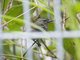 Crimson-breasted Flowerpecker (Prionochilus percussus) - Female