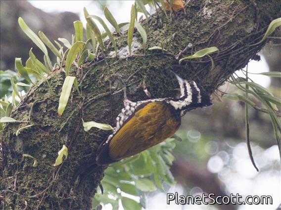 Common Flameback (Dinopium javanense) - Female