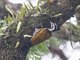Common Flameback (Dinopium javanense) - Female