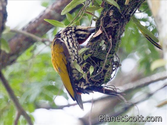 Common Flameback (Dinopium javanense)
