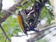 Common Flameback (Dinopium javanense)