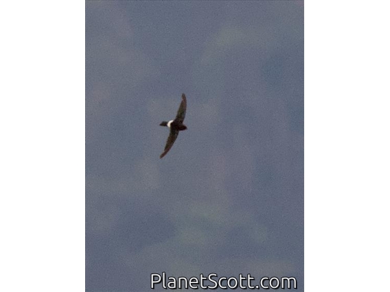 House Swift (Apus nipalensis)