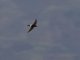 House Swift (Apus nipalensis)