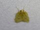 Garden Webworm Moth (Achyra rantalis)