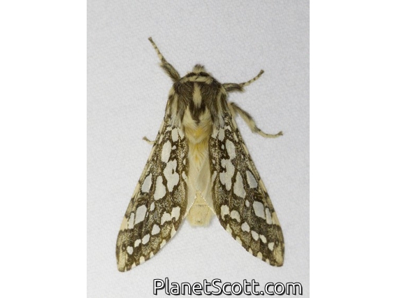 Tiger Moth (Lophocampa sp)