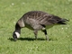 Cackling Goose (Branta hutchinsii)