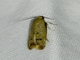 Concealer Moth (Tachystola hemisema)