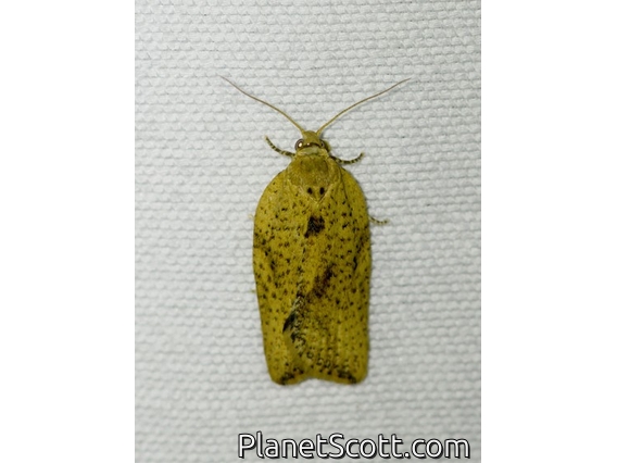 Light Brown Apple Moth (Epiphyas postvittana)