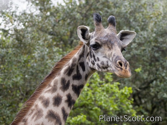 Masai Giraffe (Giraffa tippelskirchi)