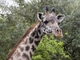 Maasai Giraffe (Giraffa tippelskirchi)