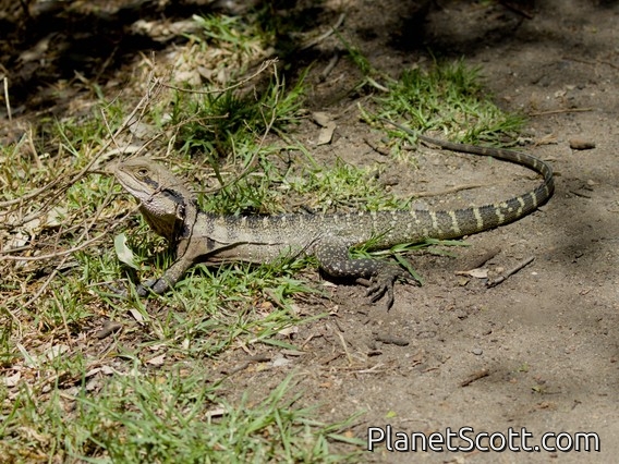 Australian Water Dragon (Physignathus lesueurii)