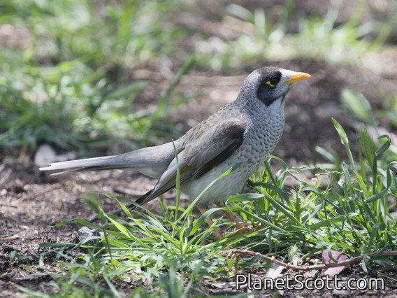 Noisy Miner (Manorina melanocephala)