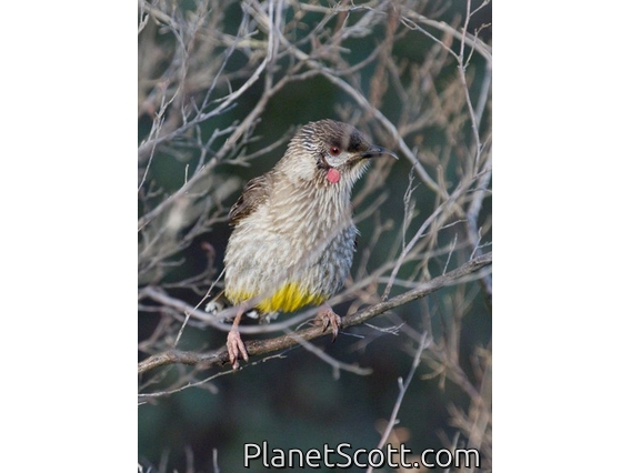 Red Wattlebird (Anthochaera carunculata)