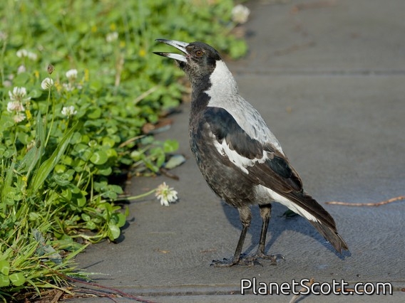 Australian Magpie (Gymnorhina tibicen)