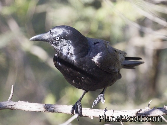 Little Raven (Corvus mellori)