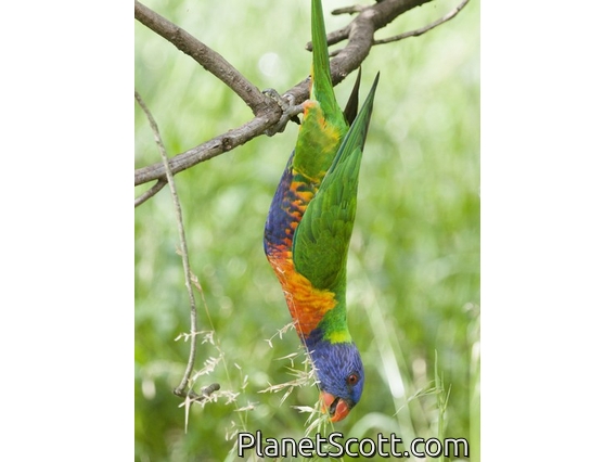 Rainbow Lorikeet (Trichoglossus moluccanus)