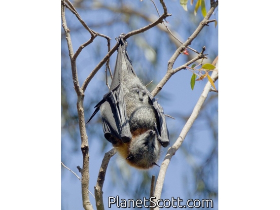 Gray-headed Flying Fox (Pteropus poliocephalus)
