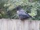 Little Raven (Corvus mellori)