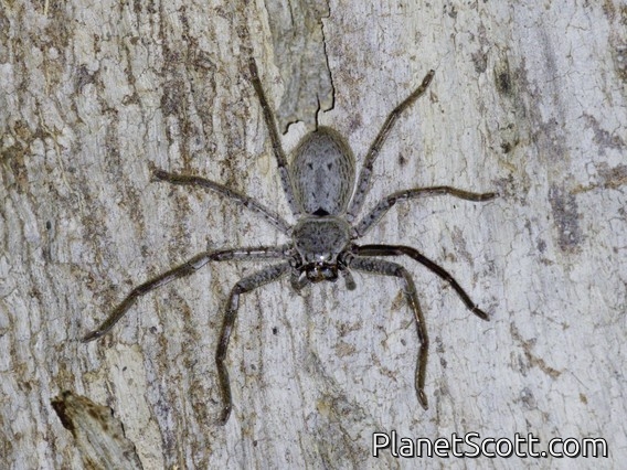 Victorian Huntsman Spider (Isopedella victorialis)