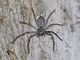 Victorian Huntsman Spider (Isopedella victorialis)