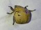 Hairy Spotted Beetle (Anoplognathus velutinus)