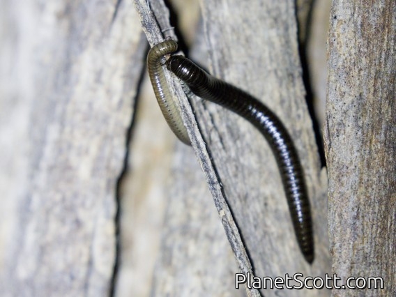 Furry Snake Millipede (Ophyiulus pilosus)