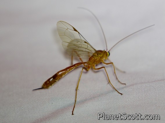 Ichneumonid Wasp (Dicamptus fuscicornis)