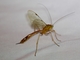 Ichneumonid Wasp (Dicamptus fuscicornis)