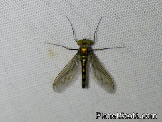 Long-legged Fly (Dolichopodidae sp)