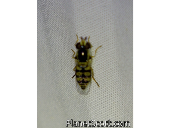 Muscoid Fly (Musca vetustissima)