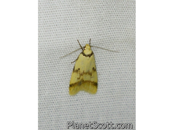 Concealer Moth (Heteroteucha anthodora)